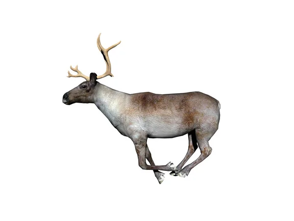Reindeer Antlers Steppe — Stock Photo, Image
