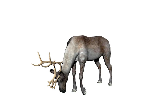 Reindeer Antlers Steppe — Stock Photo, Image