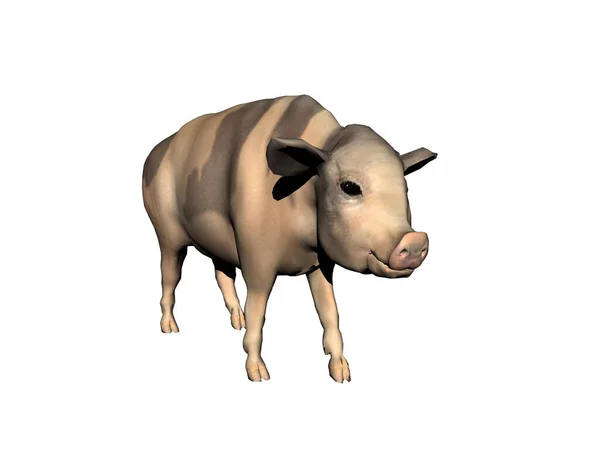 Varkenszwelgen Modder — Stockfoto