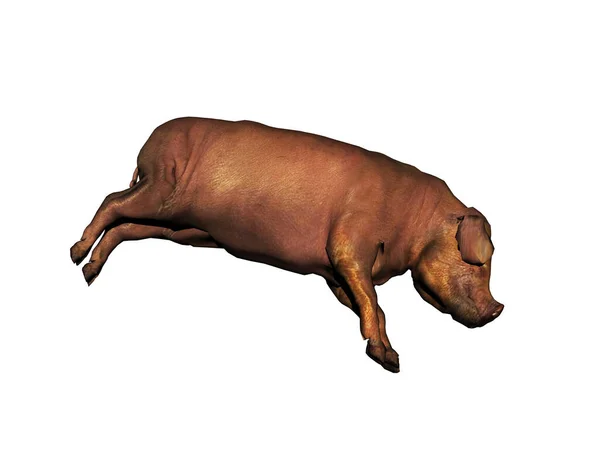 泥の中の豚の城壁 — ストック写真