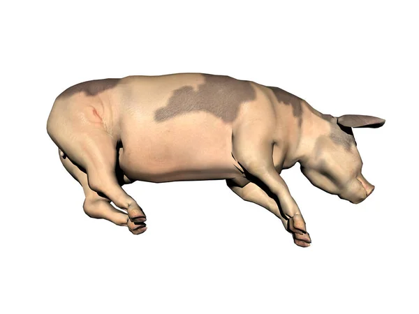 Pig Wallows Mud — Stock Photo, Image