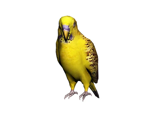 Färgglada Kanariefåglar Sitter Och Skölpar — Stockfoto