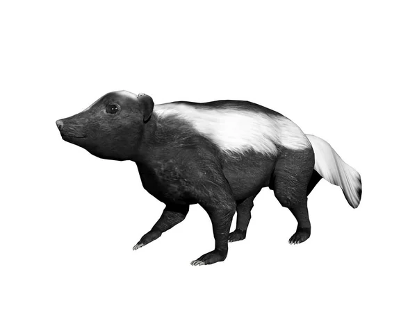 Amerikanska Skunk Lurar Runt — Stockfoto