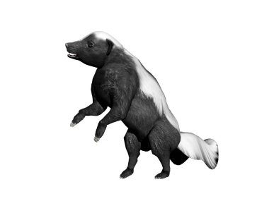 Amerikan kokarcası etrafta aylaklık ediyor.