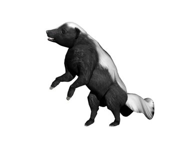 Amerikan kokarcası etrafta aylaklık ediyor.