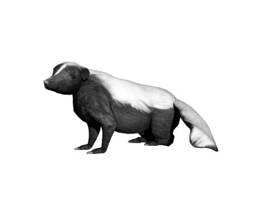 Amerikan kokarcası etrafta aylaklık ediyor.