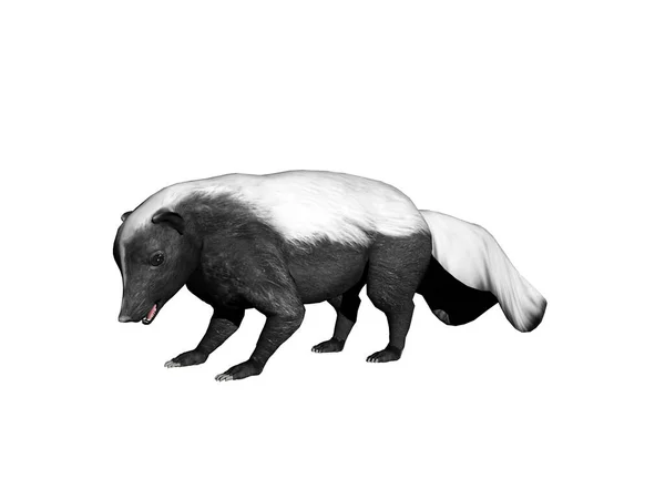 Amerykański Skunks Się Wygłupia — Zdjęcie stockowe