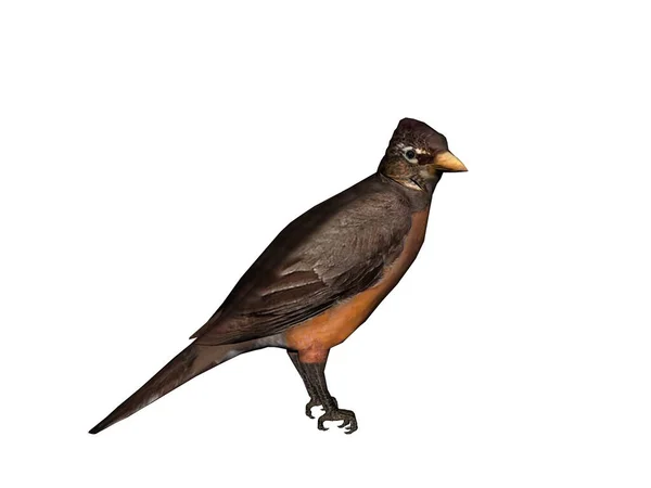 Songbird Está Buscando Comida —  Fotos de Stock