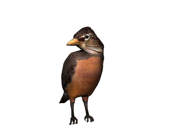 Songbird Está Procura Comida — Fotografia de Stock