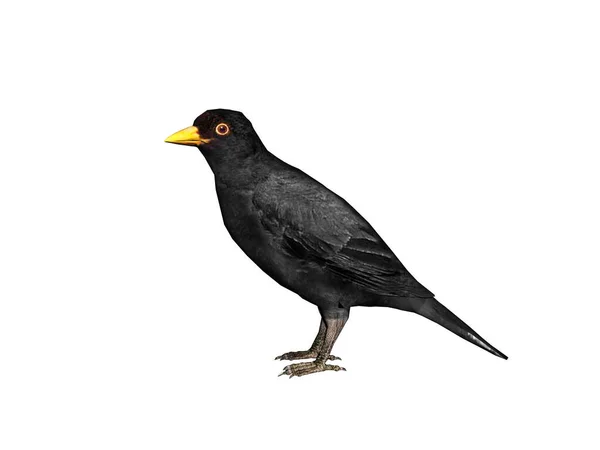 Siyah Ötücü Kuş Kendi Kendine Fısıldıyor — Stok fotoğraf