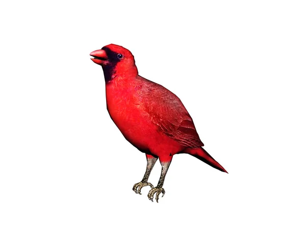 Songbird Está Buscando Comida — Foto de Stock