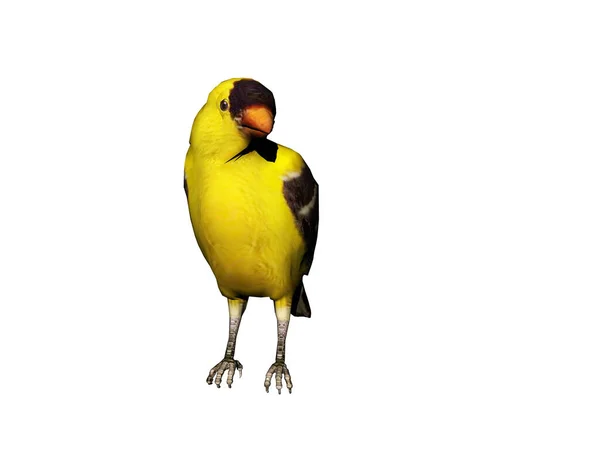 Songbird Está Buscando Comida —  Fotos de Stock