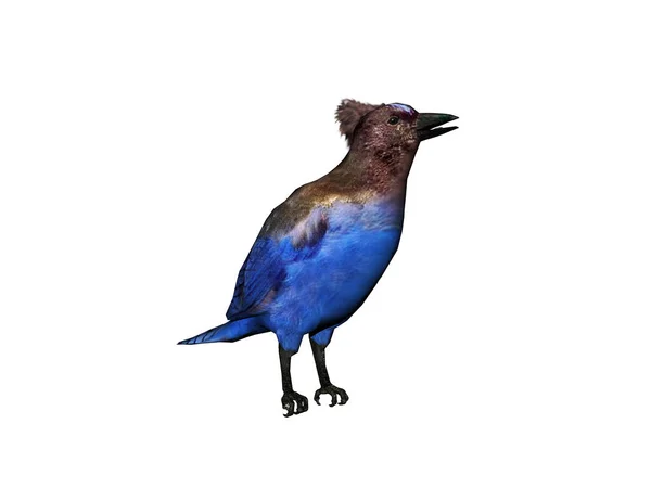 Songbird Looking Food — Stock Photo, Image
