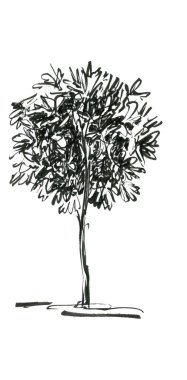 zeytin ağacı grafikleri çizimi