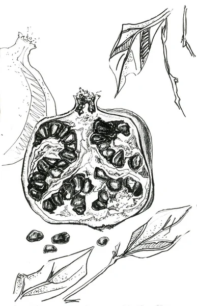 Гранат графічна ілюстрація — стокове фото