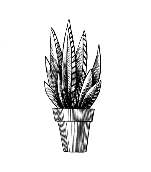Succulent in pot graphics illustratie — Stockfoto