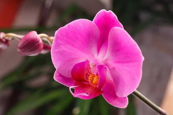 Beautiful orchid flower in orchid garden for beauty and agriculture concept design. Phalaenopsis Orchidaceae.