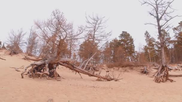 Viejo árbol muerto entre rocas en la bahía de Peschanka — Vídeos de Stock