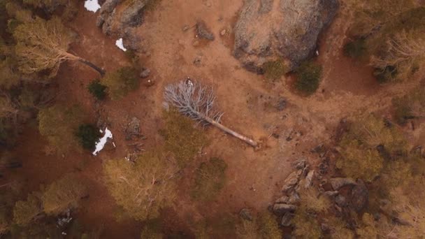 Old dead tree between rocks in Peschanka — Stock Video