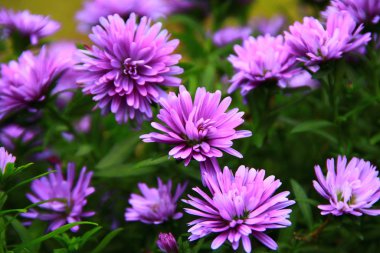 Bulutlu bir günde bahçede mor anneler