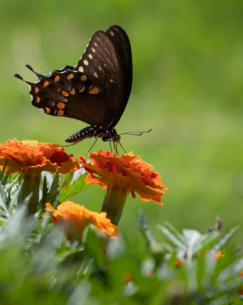 Avaler Noir Queue Papillon Assis Sur Marigold — Photo