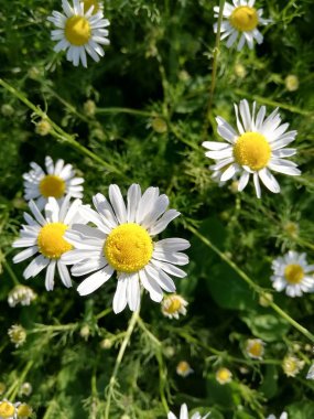 Çayırda papatyalar