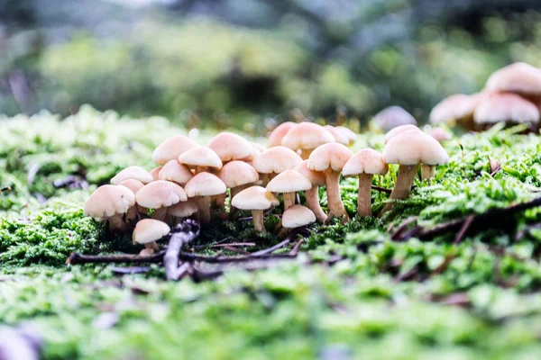 Mushroom family in the forest