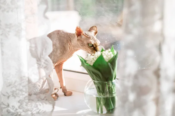 Beautiful Grey Sphinx Cat Sits White Window Cat Gracefully Sniffs — Stock Photo, Image