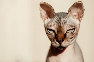 Güzel bir mermer Sfenks kedinin portresi. Gözler izole bir arkaplanda ve metin için yeri var.