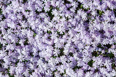 Sürünen phlox, Phlox subulata, yosun phlox olarak da bilinir.. 