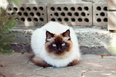 Himalaya Neva maskeli kedisi. Sokaktaki güzel siyah beyaz kedi. 