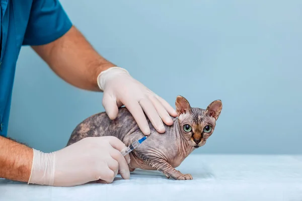 Veterinarian for cat vaccination in a veterinary clinic. Cropped image of a man holding a Sphinx cat