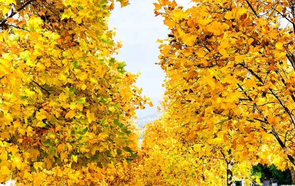 Барвисті листя осінніх дерев . — стокове фото