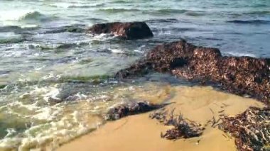 Akdeniz kıyısındaki yosunlar birikimi