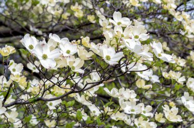 Beyaz kızılcık ağacı veya Cornus florida.