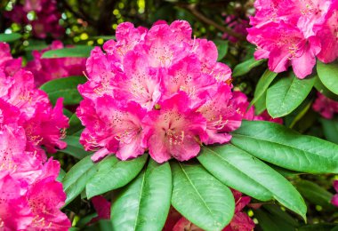 Pembe Rhododendron çiçekleri.