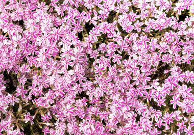 Moss phlox, Phlox subulata tam Bloom bahar mevsiminde.