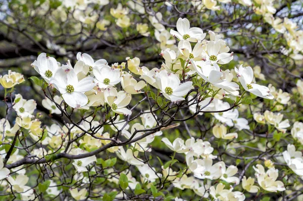 White Dogwood tree or Cornus florida. — Stock Photo, Image