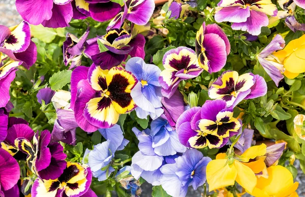 Colorful Pansy Flowers. — Stock Photo, Image