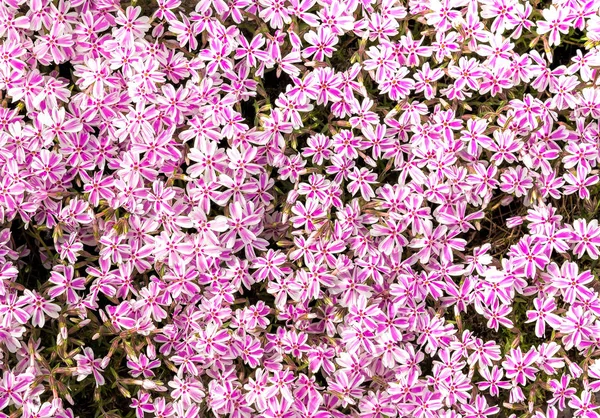 Moss phlox, Phlox subulata in full bloom during spring season. — Stock Photo, Image