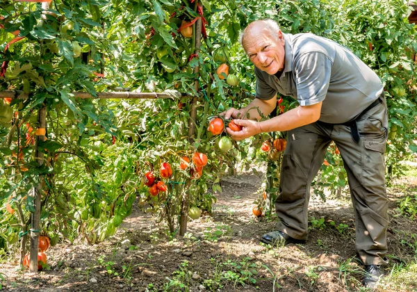 Homme âgé cueille des tomates de la plante . — Photo