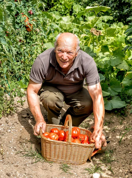 かごの中の有機トマトと年配の男性 — ストック写真