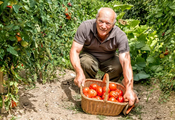 Hombre mayor con tomates orgánicos en la cesta — Foto de Stock