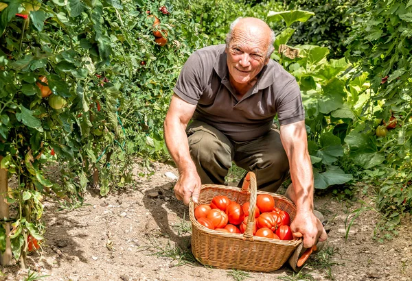 Homem idoso com tomates orgânicos na cesta — Fotografia de Stock