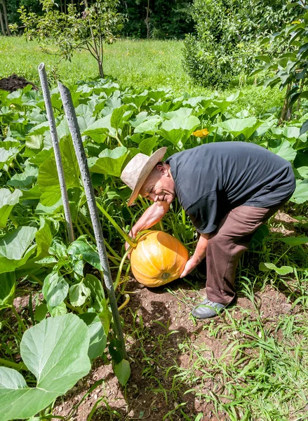 Hombre mayor con calabaza amarilla . — Foto de Stock