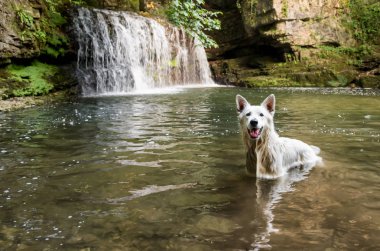 Beyaz şelale göl İsviçre çoban.