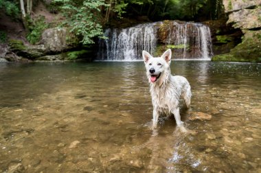 Beyaz şelale göl İsviçre çoban.