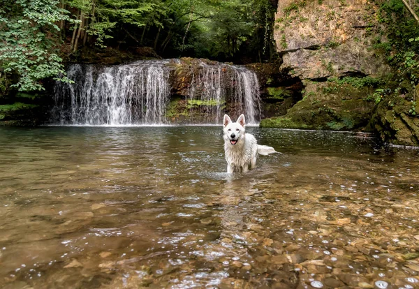 White Swiss Shepherd in the waterfall lake.