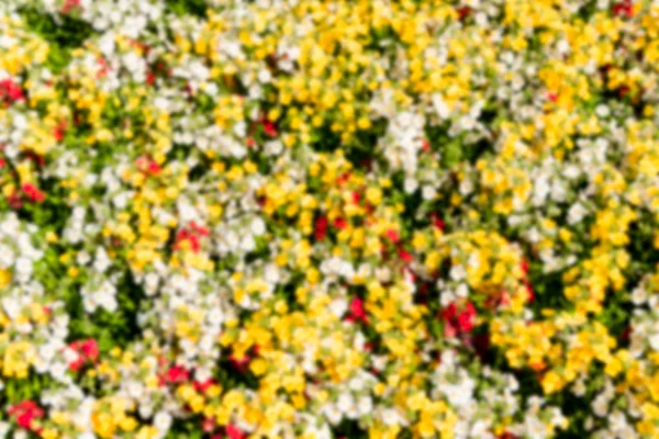 Abstract blur colorful flowers background — Stock Photo, Image