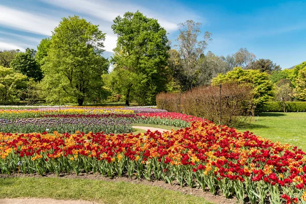 Colorful tulips in the botanical garden. — Stock Photo, Image